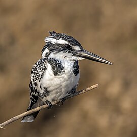 Pied kingfisherCeryle rudis leucomelanurus♀ India