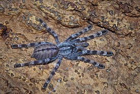 Poecilotheria formosa