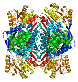 Protein ALDH2 PDB 1a4z.png