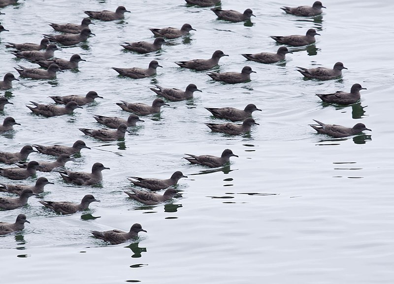 File:Puffinus griseus -near Avila Beach, California, USA -many-8a (2).jpg