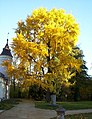 Ginkgo biloba în Polonia