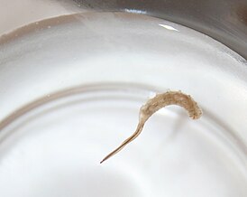 Личинка Eristalis tenax