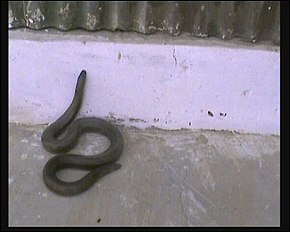 A Red Snad Boa in Rajasthan, India