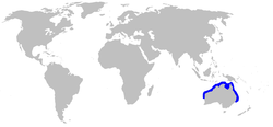 Rango de distribución del cazón picudo australiano.