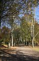 Herrliche Lindenallee im Dortmunder Rombergpark