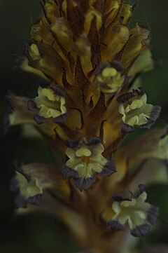 Description de l'image Root parasitic plant Grenie’s bromrape (Orobanche grenieri F. W. Schultz).jpg.