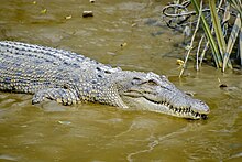 Basking on a river bank in The Sundarbans Saltwater Crocodiles of Sundarbans 03.jpg
