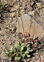 Miniatura para Saxifraga aprica