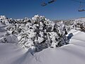 Snow Gum1.JPG