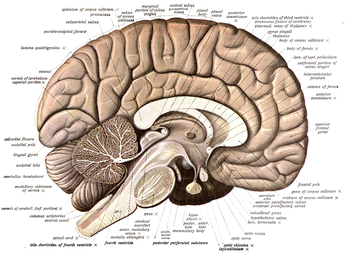 Neuroanatomy is the study of the anatomy and organisation of the nervous system. Pictured here is a cross-section showing the gross anatomy of the human brain. Sobo 1909 624.png