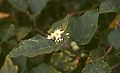 Solanum torvum