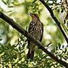 A Song Thrush (Turdus philomelos) singing in a tree in the Netherlands