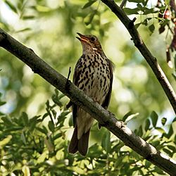 Song Thrush (Turdus philomelos) singing in tree.jpg