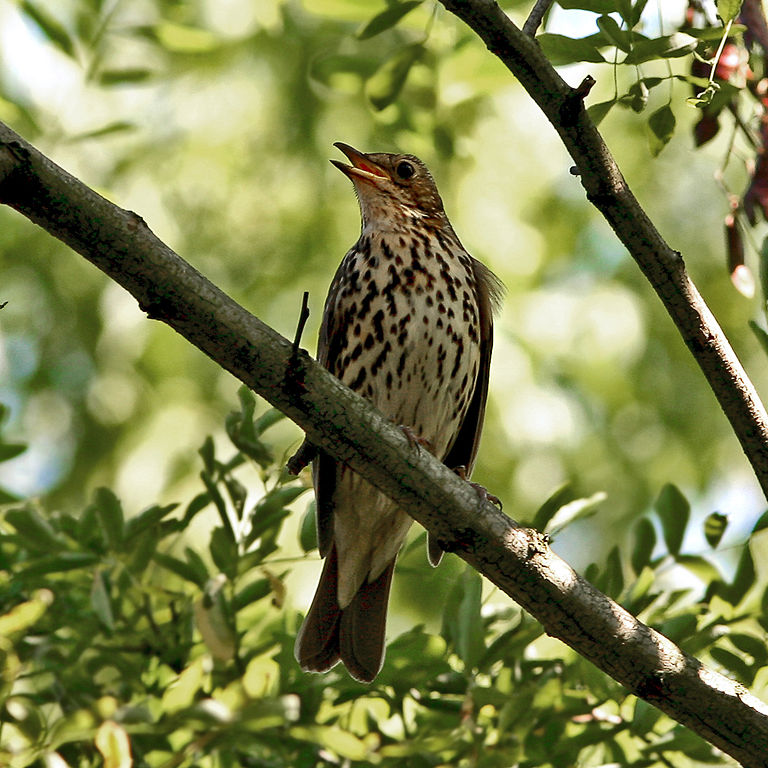Song Thrush singing a song in a tree. By Taco Meeuwsen 2006