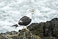 Ngarkal - Yoringkap - Ngala (Kelp Gull)