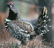 SpruceGrouse23.jpg