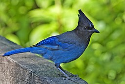 Stellers jay - natures pics