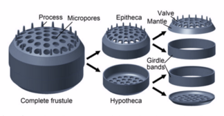 Structure of a centric diatom frustule Structure of diatom frustules.png