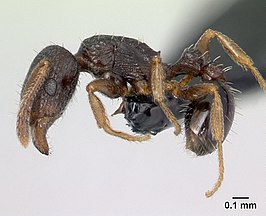 Tetramorium scytalum