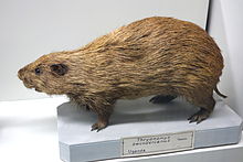 Thryonomys swinderianus - Museo Civico di Storia Naturale Giacomo Doria - Genoa, Italy - DSC02839.JPG