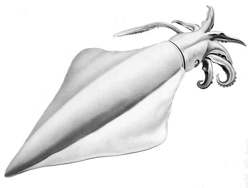 파일:Thysanoteuthis rhombus (Merculiano).jpg