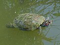 Miniatura para Trachemys scripta elegans