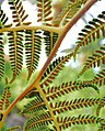 Tree fern Spores San Diego