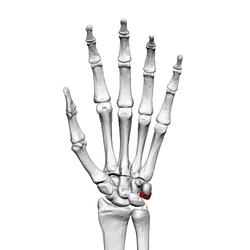 Triangular bone (left hand) 01 palmar view.png
