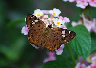 Dorsal view