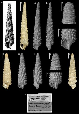 Triphora concatenata