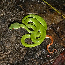 Trimeresurus rubeus