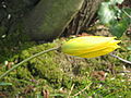 Tulipan Salvaġġ Tulipa sylvestris