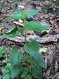 Miniatura para Urtica chamaedryoides