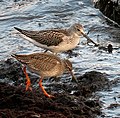 Common redshank is significantly smaller than, for example the Common greenshank