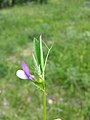 Vicia bithynica.