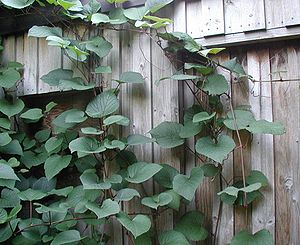 머루(Vitis coignetiae)