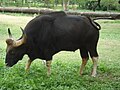 Gaur (Bos gaurus)