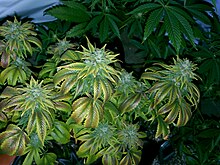 In the U.S., cannabis has been termed as a cash crop. Yellow Cannabis strain.jpg