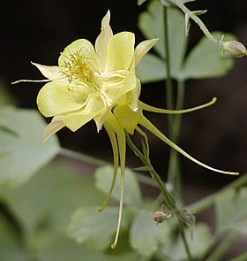 Aquilegia flavescens