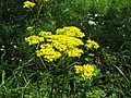 オミナエシ （オミナエシ科） Patrinia scabiosaefolia