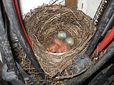 Nestlinge und Eier am Schlupftag