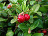 Rode bosbes (Vaccinium vitis-idaea)