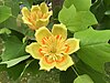 Tulip tree blossoms