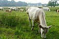 Zondagsbroek (Nationaal Landschap Drentsche Aa)