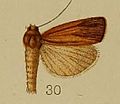 Calamotropha endopolia