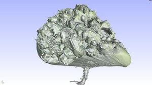 File:3D flight around a µCT scan of a Mytilus covered with Balanidae.ogv