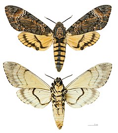 Acherontia styx