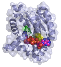 Image illustrative de l’article Adénylate kinase
