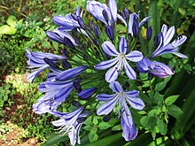 Agapanthes africanus-yercaud-salem-India.JPG