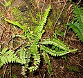 Miniatura para Asplenium anceps